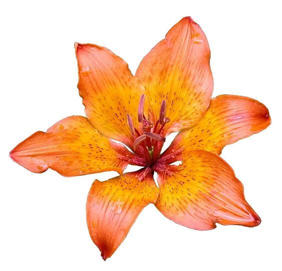 Lilien