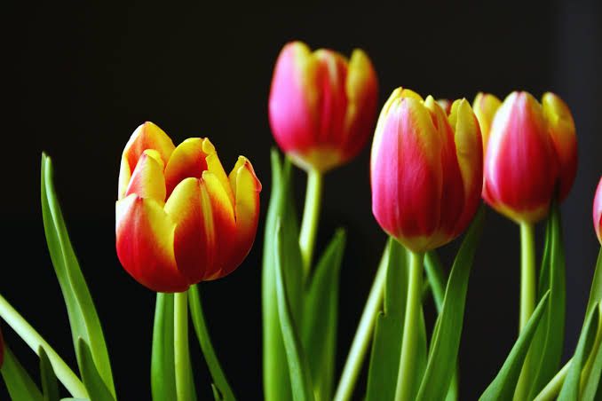 Tulpen